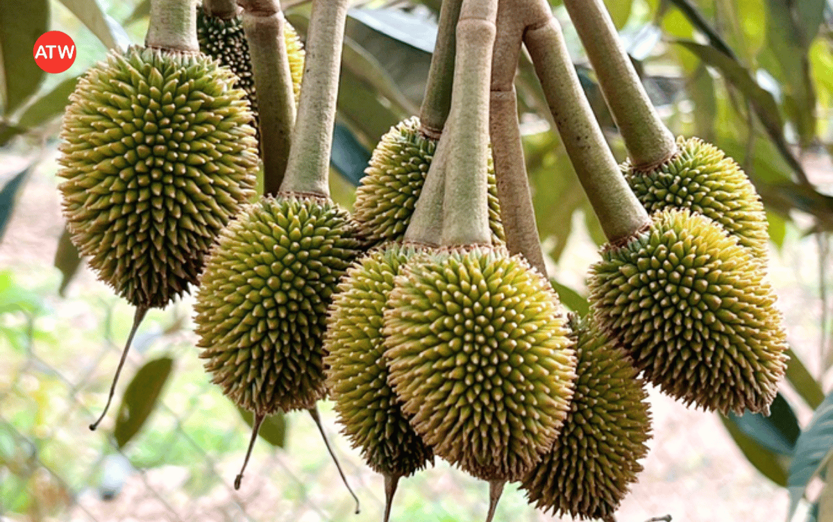 Vì sao cần áp dụng kỹ thuật dìu đọt sầu riêng khi mang trái?