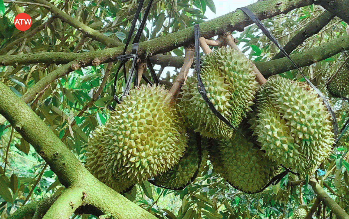 Thời điểm dìu đọt sầu riêng khi mang trái hiệu quả nhất