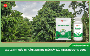 Thuốc đặc trị nấm sinh học trên cây sầu riêng hiệu quả