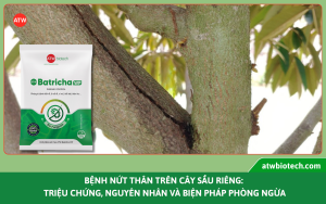 Bệnh nứt thân xì mủ trên cây sầu riêng