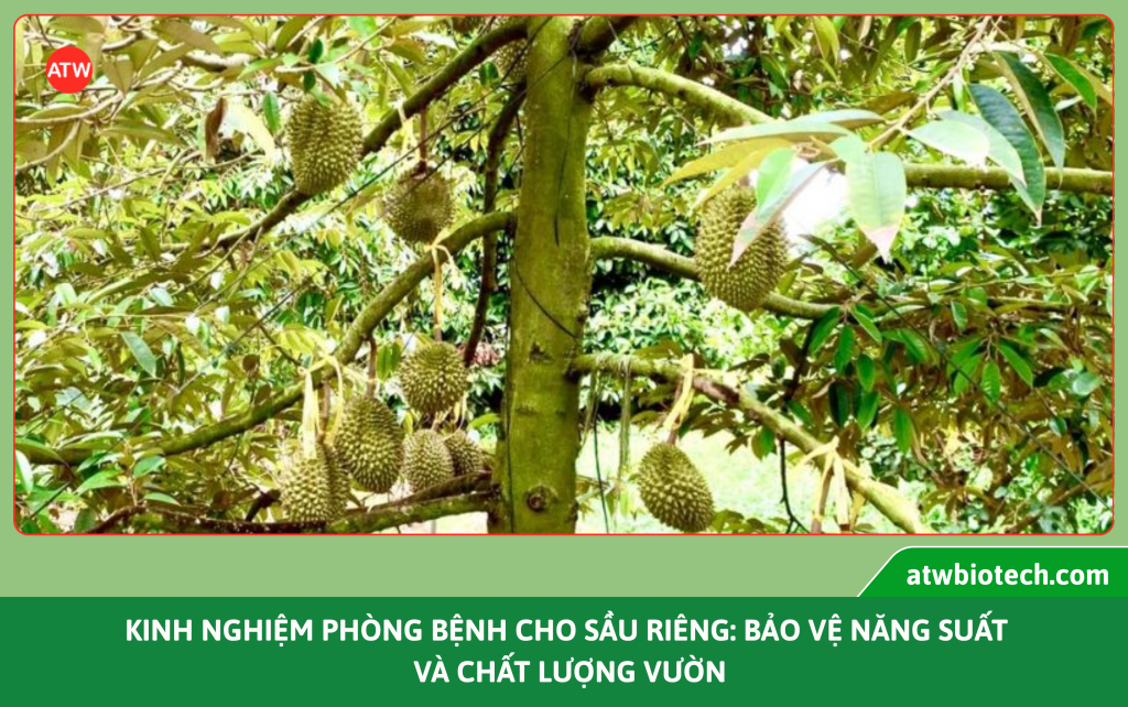 Kinh nghiệm phòng bệnh cho cây sầu riêng