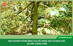 Kinh nghiệm phòng bệnh cho cây sầu riêng