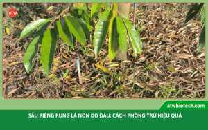 Sầu riêng rụng trái non do đâu: Cách phòng trừ hiệu quả
