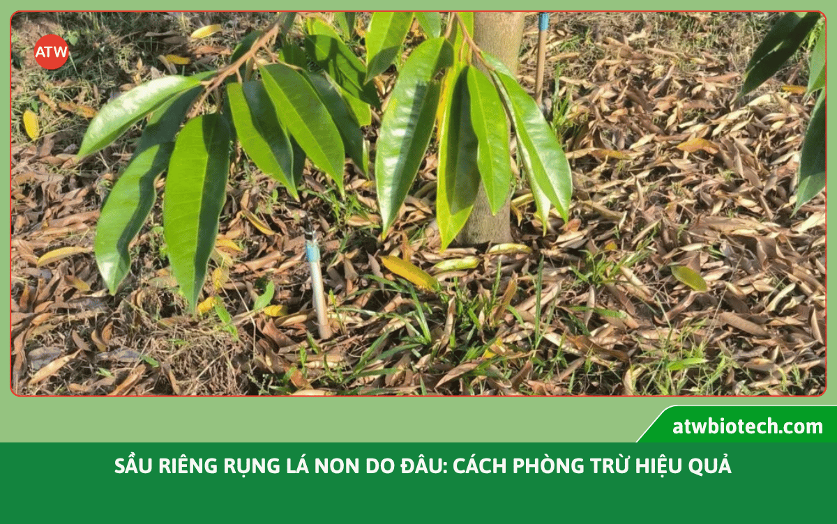 Sầu riêng rụng trái non do đâu: Cách phòng trừ hiệu quả