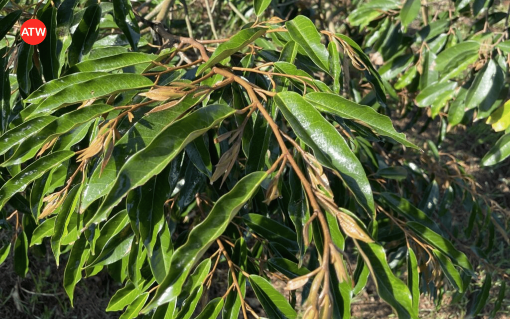 Kỹ thuật hãm đọt sầu riêng đúng thời điểm