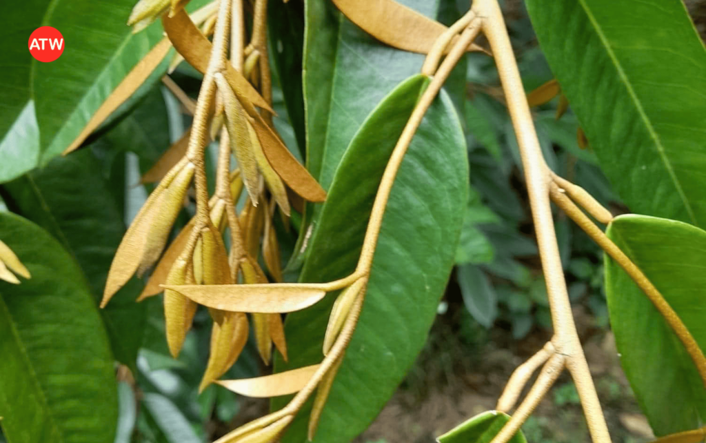 Cơi đọt sầu riêng là gì?