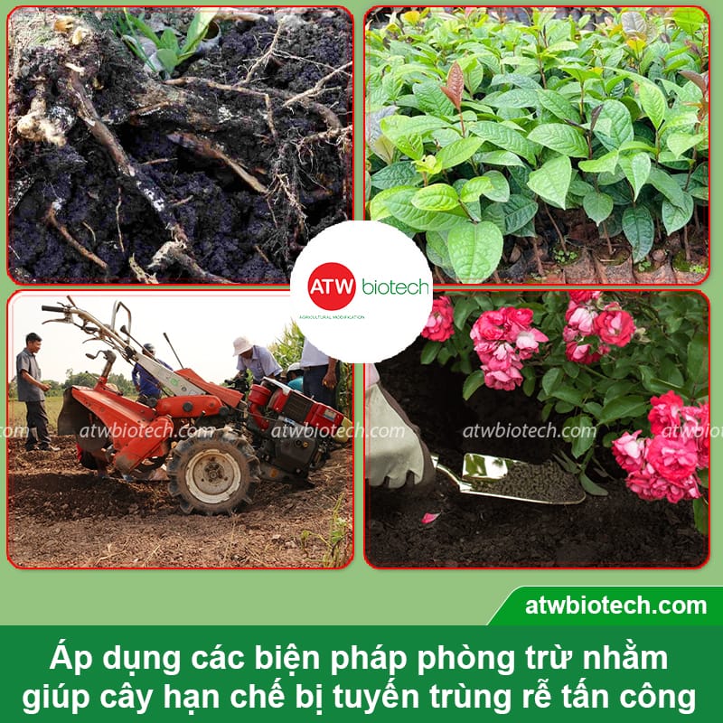 Thuốc trừ tuyến trùng sinh học: Giải pháp bảo vệ bộ rễ cây