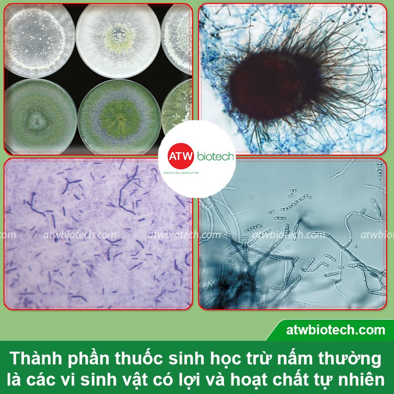 Top các loại thuốc trừ nấm bệnh sinh học tốt nhất hiện nay