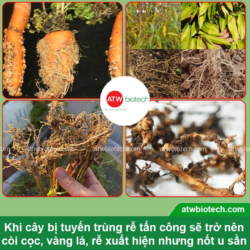 Thuốc trừ tuyến trùng sinh học: Giải pháp bảo vệ bộ rễ cây