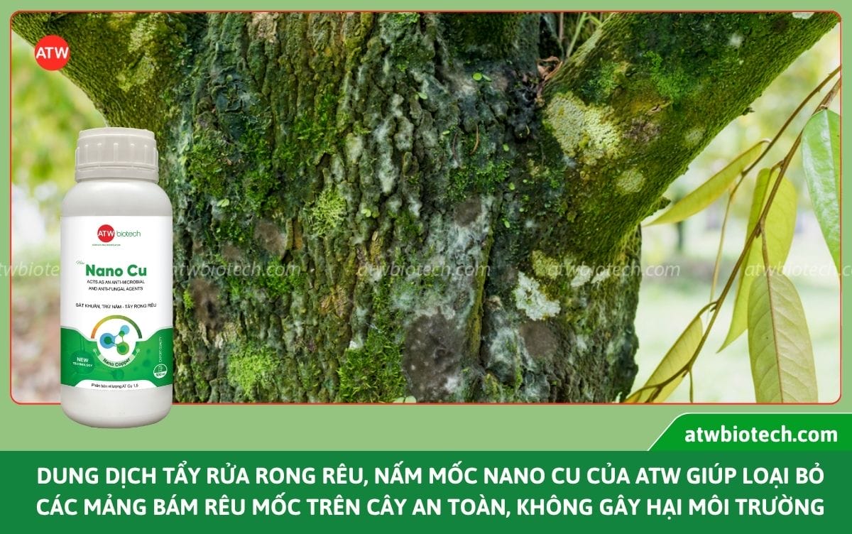 Công nghệ nano - Giải pháp nâng cao năng suất cây trồng