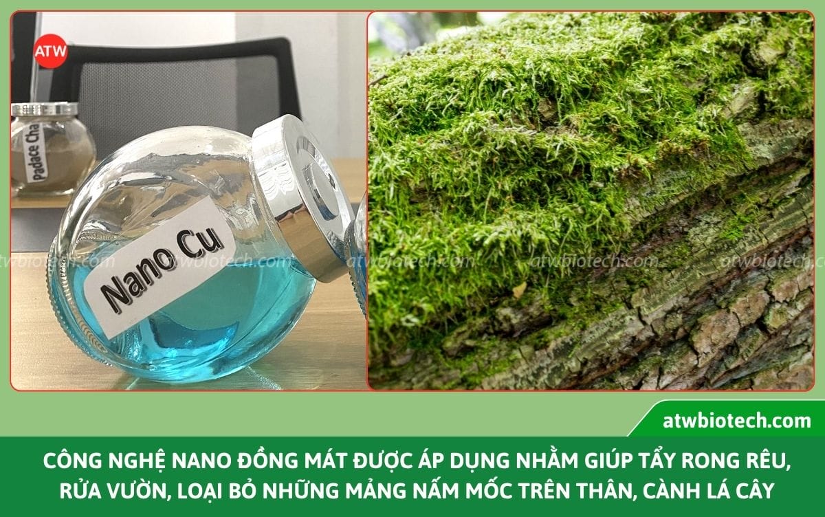 Công nghệ nano - Giải pháp nâng cao năng suất cây trồng