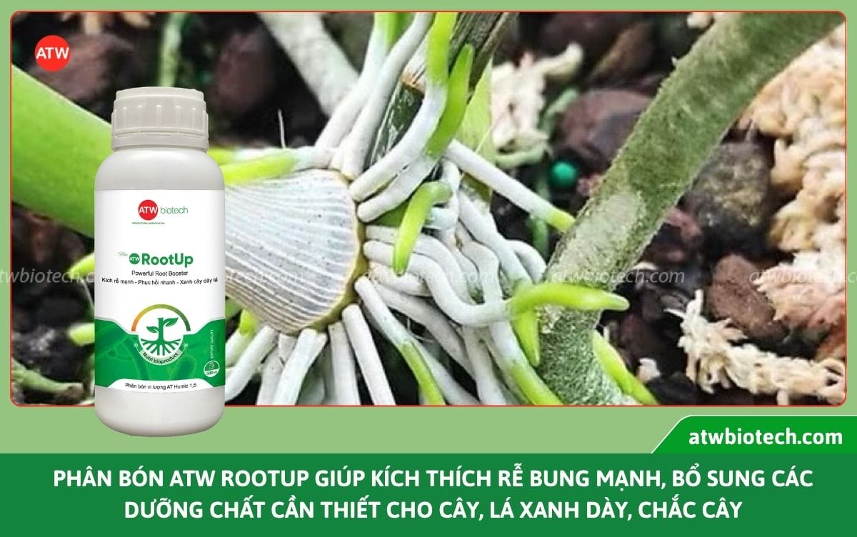 Top các loại phân bón sinh học, giải pháp canh tác bền vững