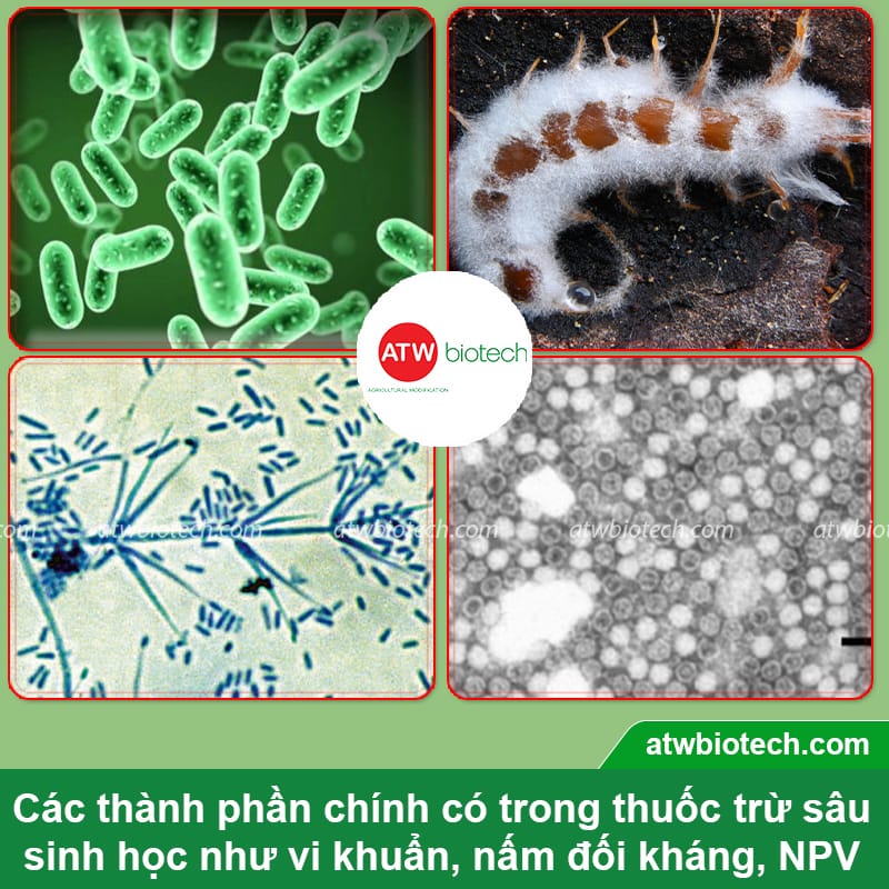 Thuốc trừ sâu sinh học: Giải pháp trừ sâu an toàn, hiệu quả