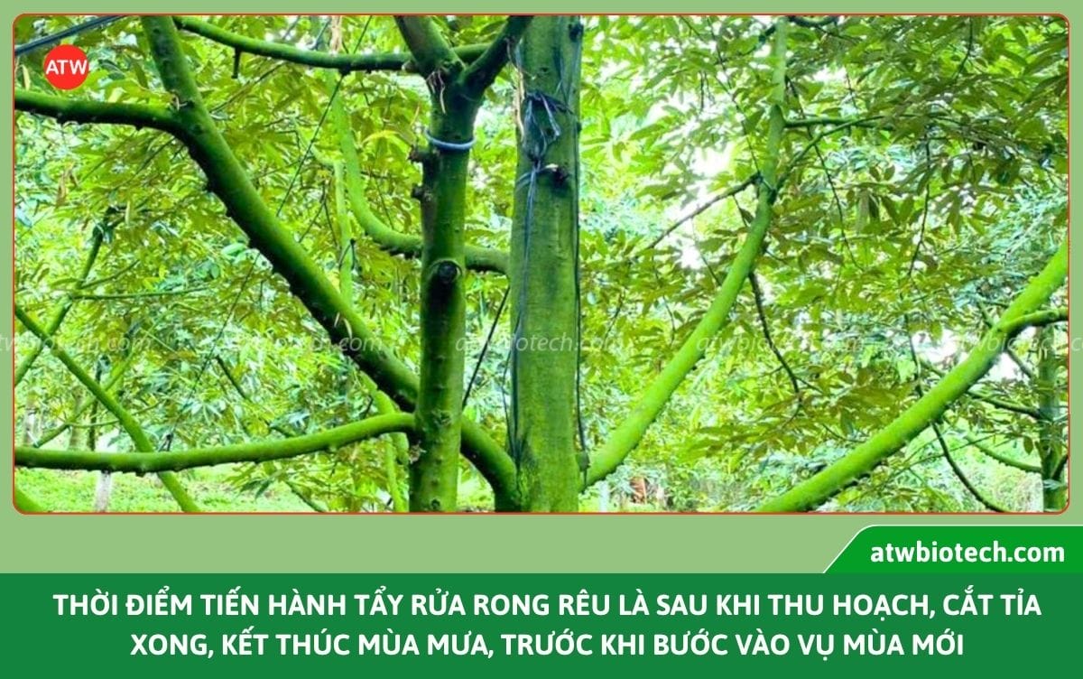 Công nghệ nano - Giải pháp nâng cao năng suất cây trồng