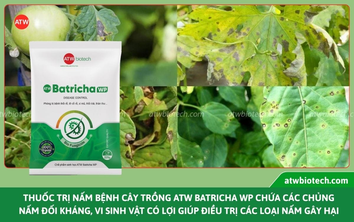Top các loại thuốc trừ nấm bệnh sinh học tốt nhất hiện nay