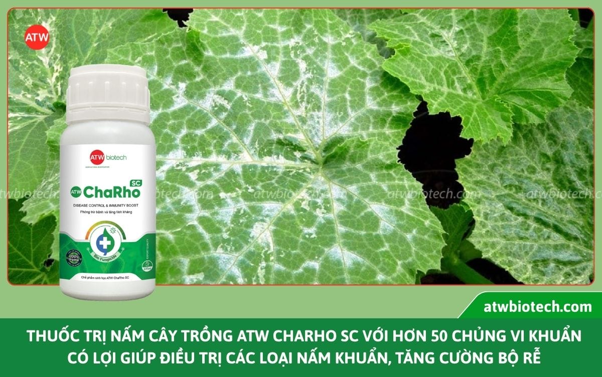 Top các loại thuốc trừ nấm bệnh sinh học tốt nhất hiện nay