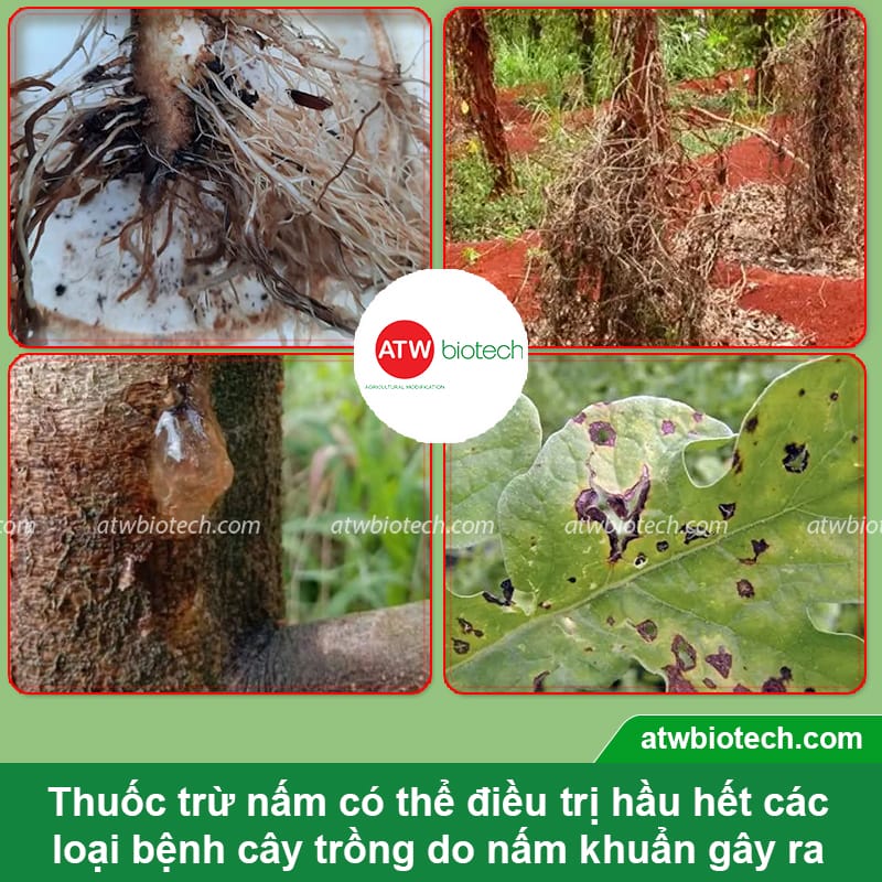 Top các loại thuốc trừ nấm bệnh sinh học tốt nhất hiện nay
