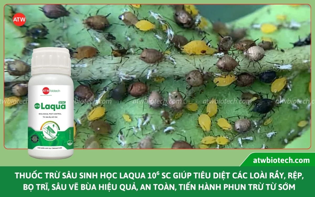 Thuốc trừ sâu sinh học: Giải pháp trừ sâu an toàn, hiệu quả
