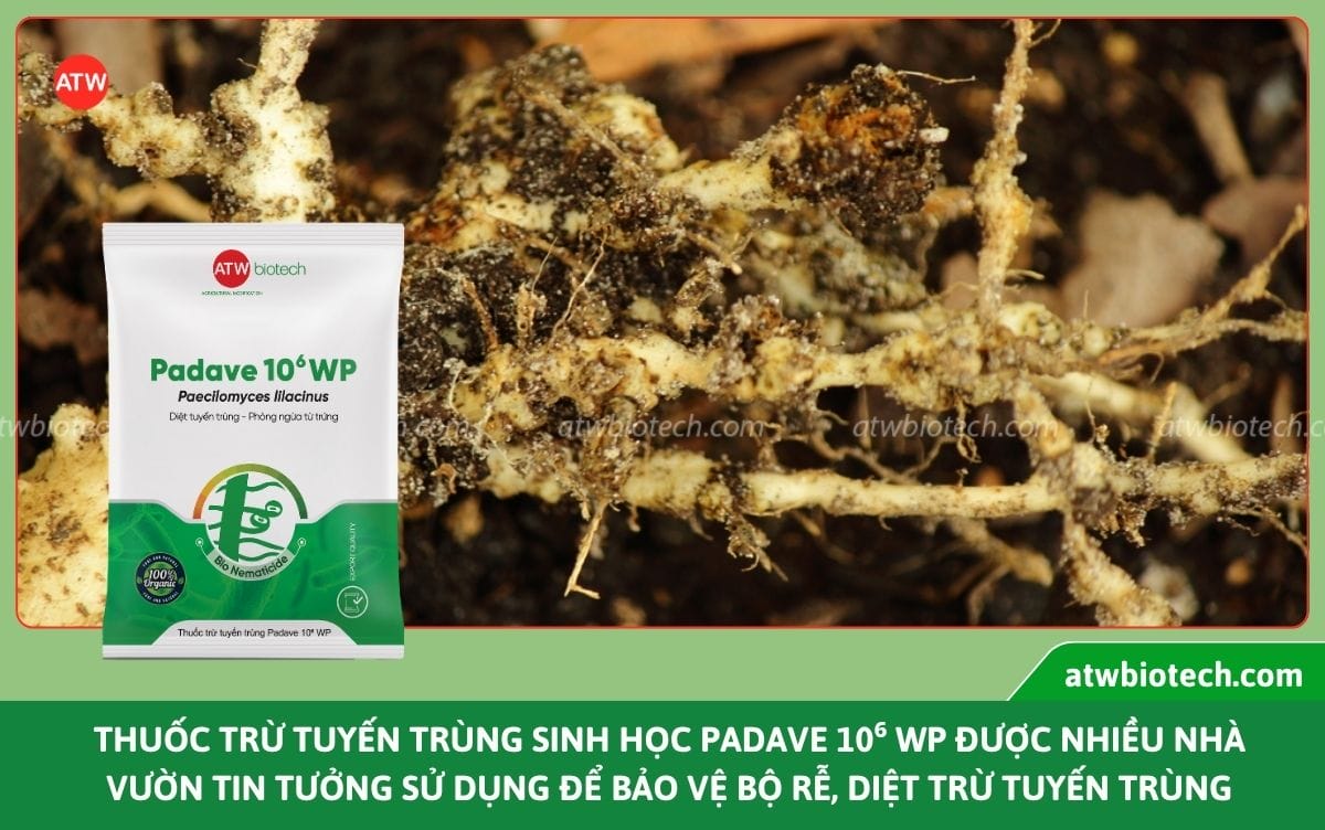 Thuốc trừ tuyến trùng sinh học: Giải pháp bảo vệ bộ rễ cây