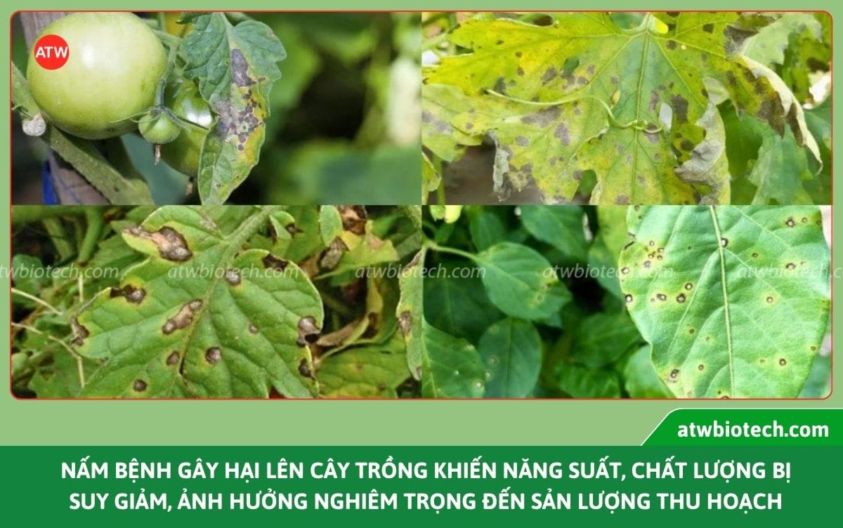 Top các loại thuốc trừ nấm bệnh sinh học tốt nhất hiện nay