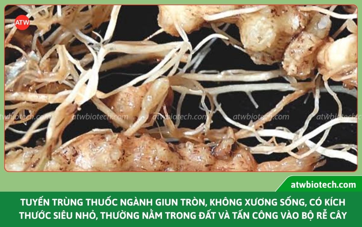 Thuốc trừ tuyến trùng sinh học: Giải pháp bảo vệ bộ rễ cây