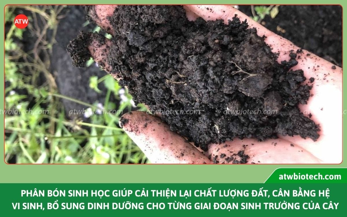 Top các loại phân bón sinh học, giải pháp canh tác bền vững