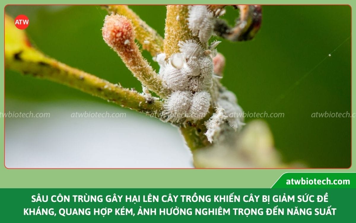 Thuốc trừ sâu sinh học: Giải pháp trừ sâu an toàn, hiệu quả