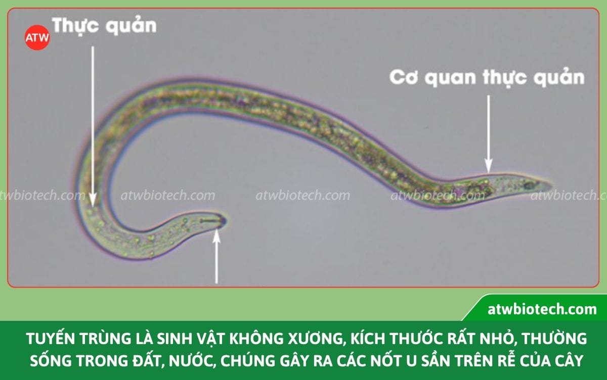 Thuốc trừ tuyến trùng sinh học: Giải pháp bảo vệ bộ rễ cây