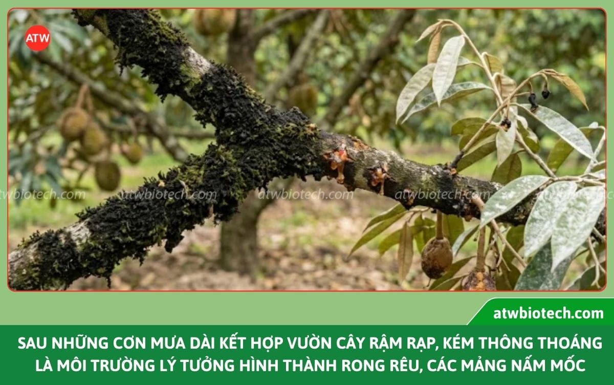 Công nghệ nano - Giải pháp nâng cao năng suất cây trồng