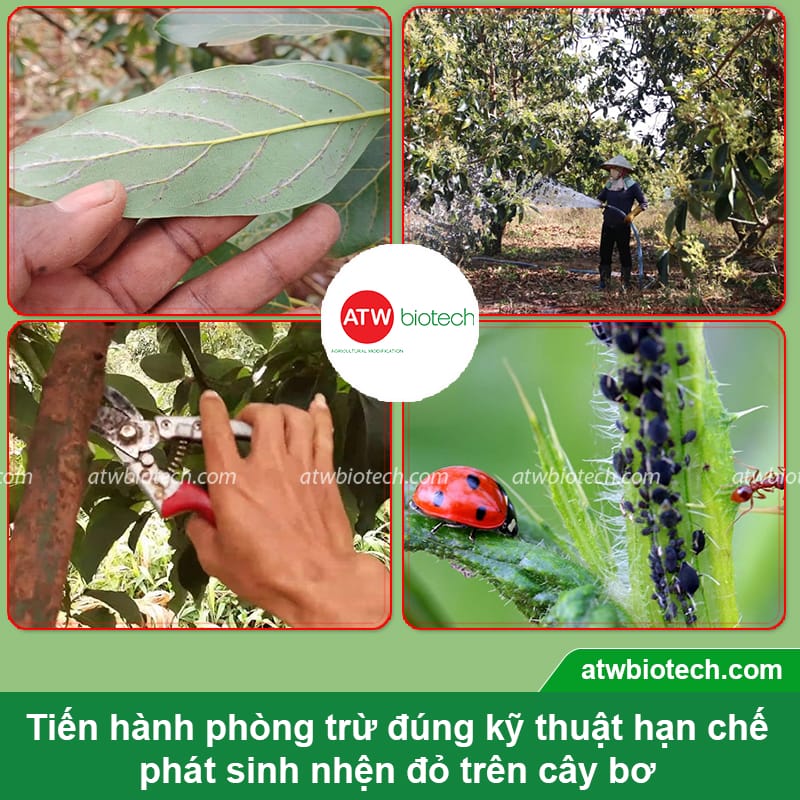 Nhận biết nhện đỏ hại cây bơ và cách xử lý an toàn, hiệu quả