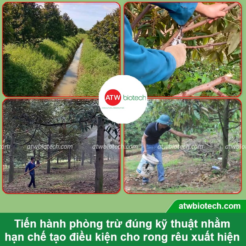 Nguyên nhân rong rêu trên thân cây sầu riêng và cách xử lý