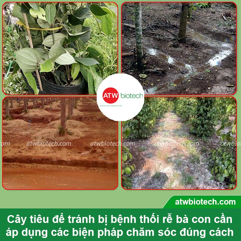 Bí quyết xử lý thối rễ cây tiêu và nguyên nhân do đâu