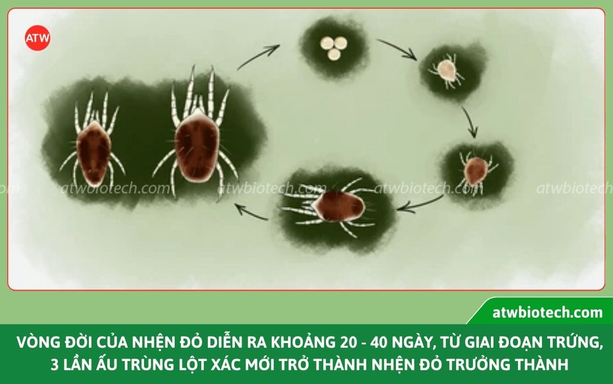 Nhận biết nhện đỏ hại cây bơ và cách xử lý an toàn, hiệu quả