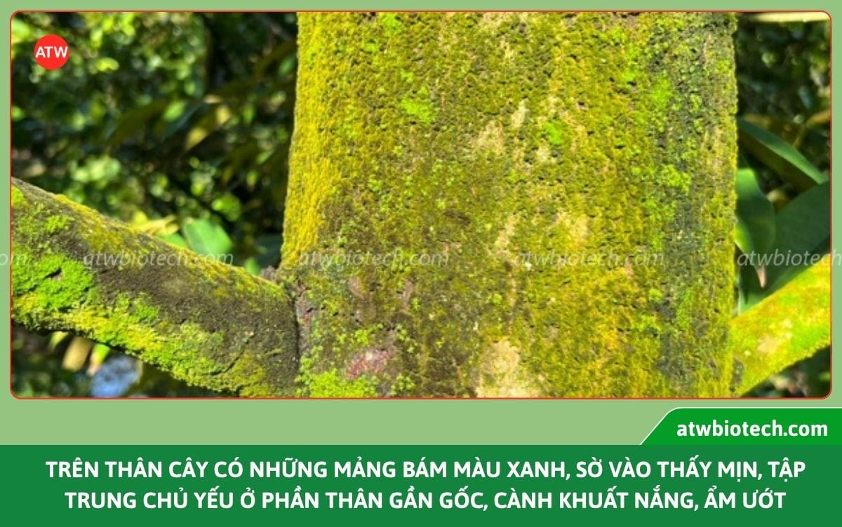 Nguyên nhân rong rêu trên thân cây sầu riêng và cách xử lý