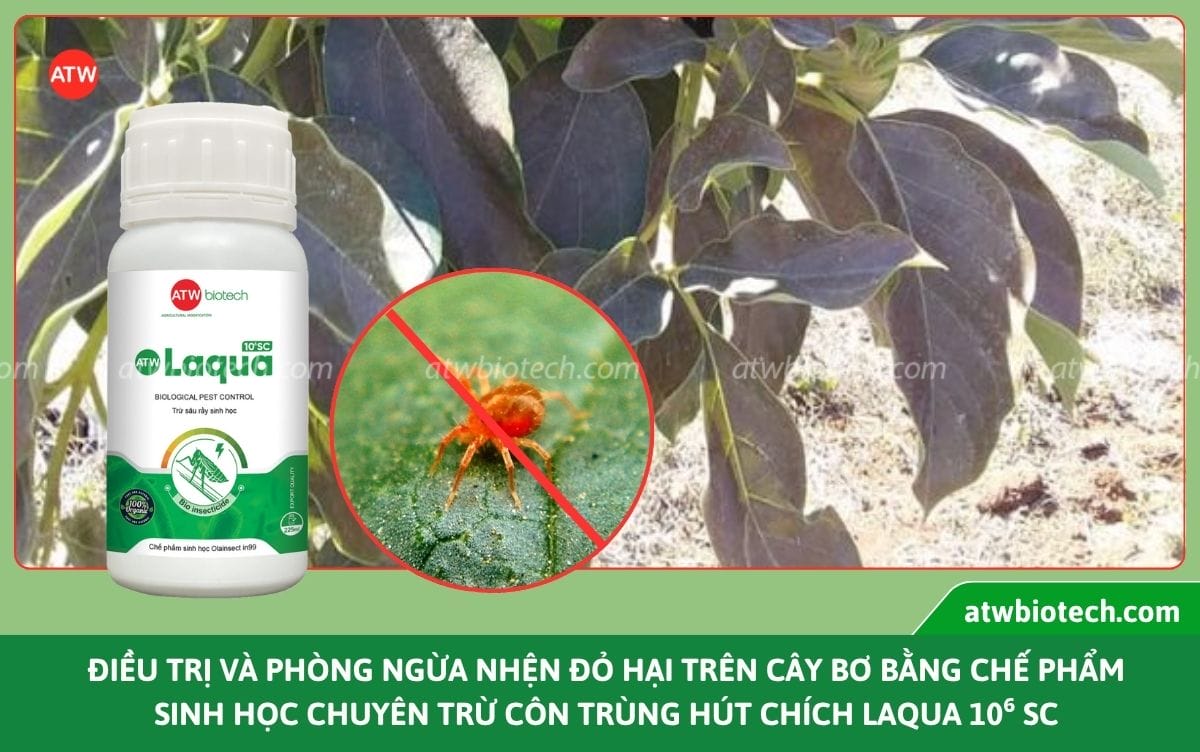 Nhận biết nhện đỏ hại cây bơ và cách xử lý an toàn, hiệu quả