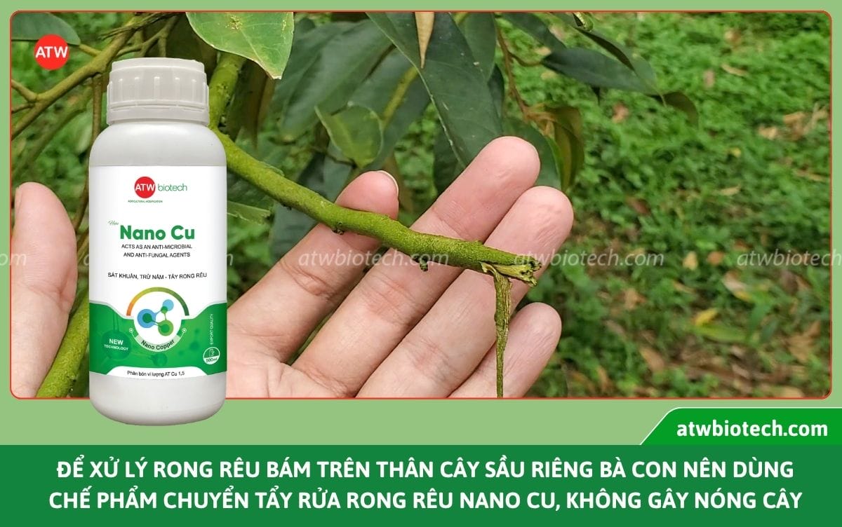 Nguyên nhân rong rêu trên thân cây sầu riêng và cách xử lý