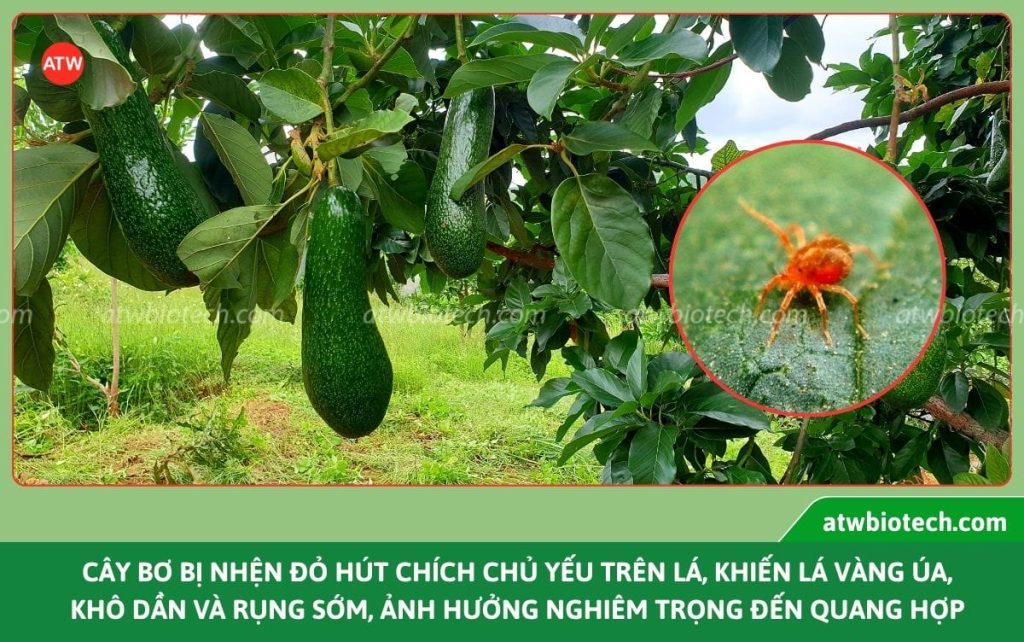 Nhận biết nhện đỏ hại cây bơ và cách xử lý an toàn, hiệu quả