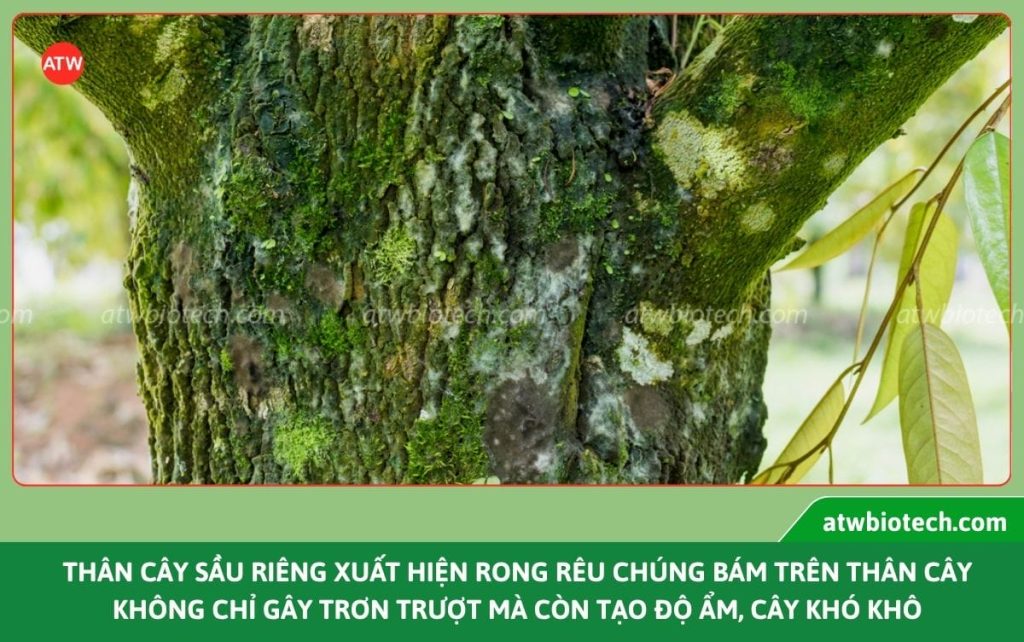 Nguyên nhân rong rêu trên thân cây sầu riêng và cách xử lý