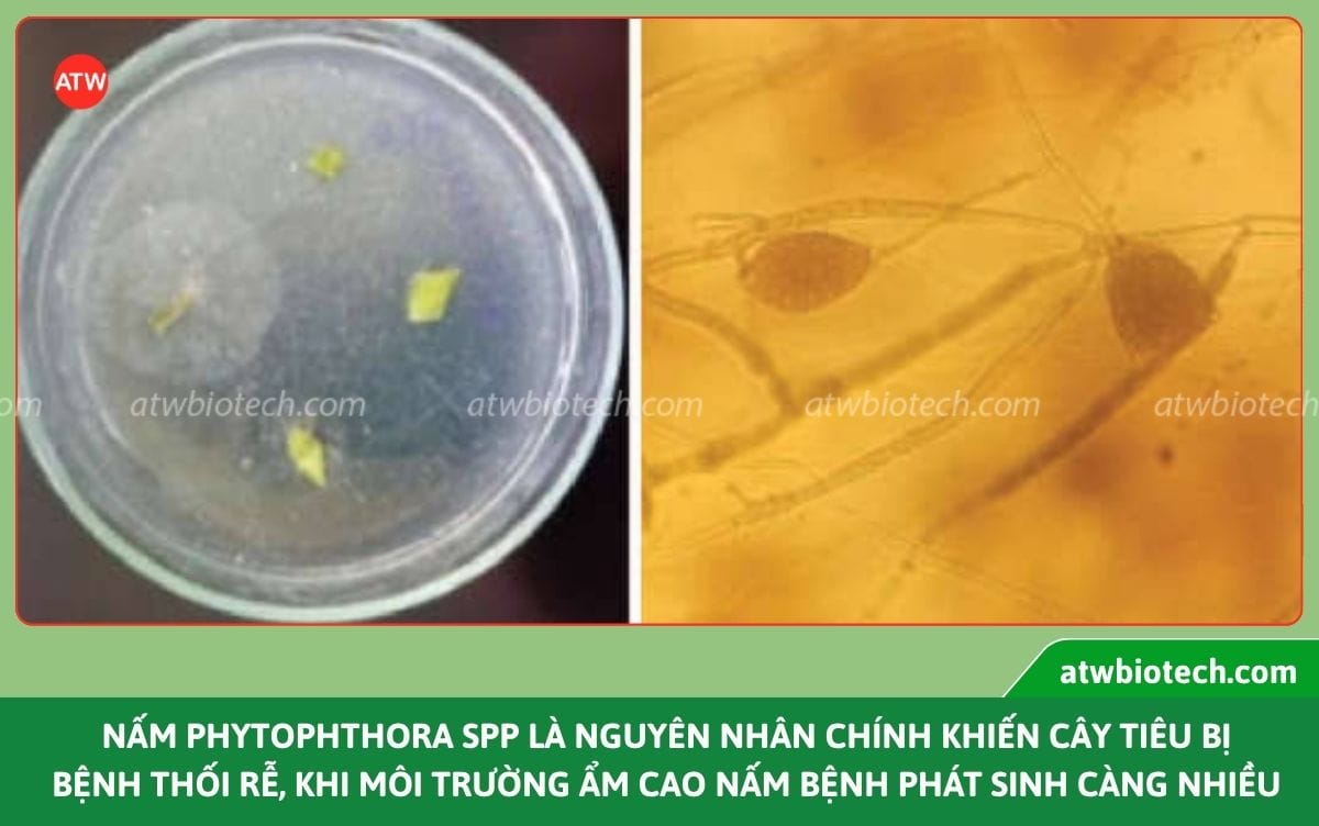 Bí quyết xử lý thối rễ cây tiêu và nguyên nhân do đâu