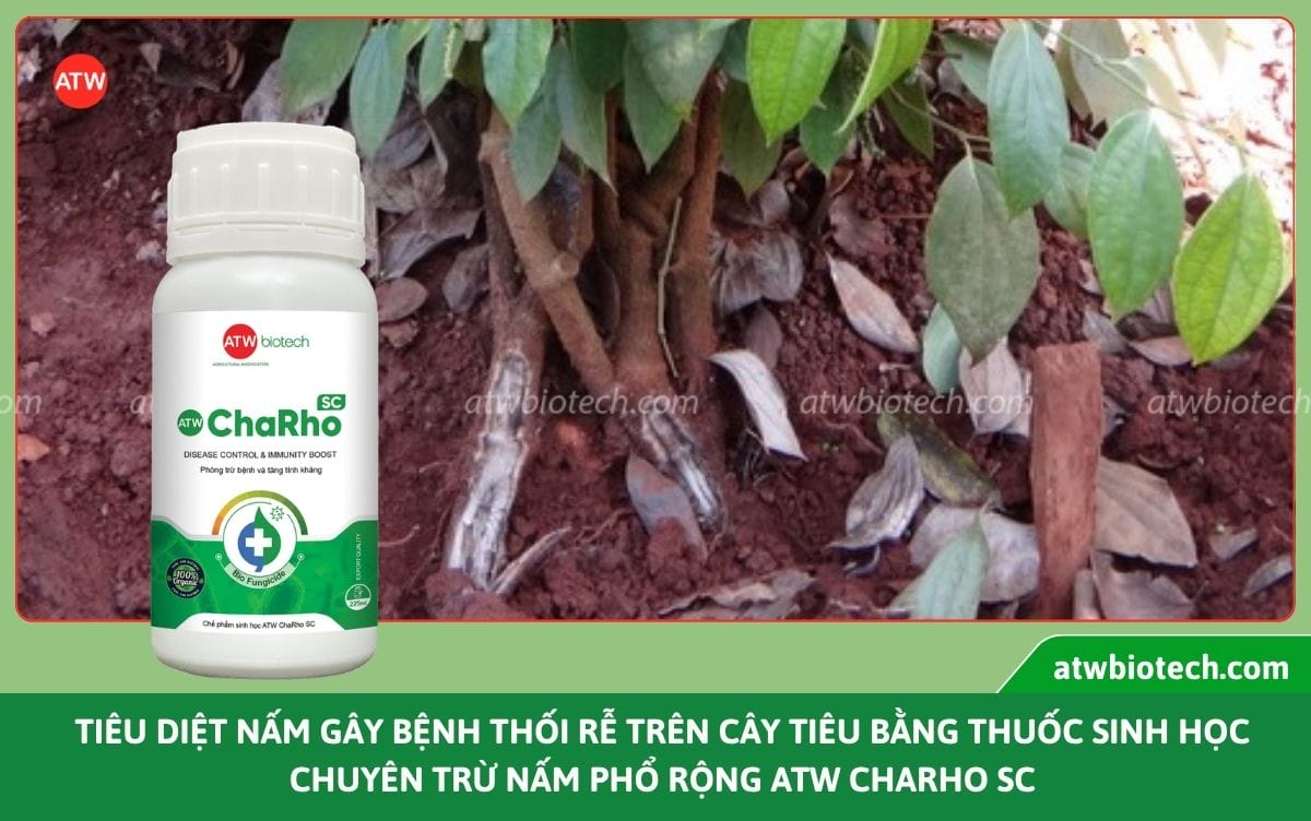 Bí quyết xử lý thối rễ cây tiêu và nguyên nhân do đâu