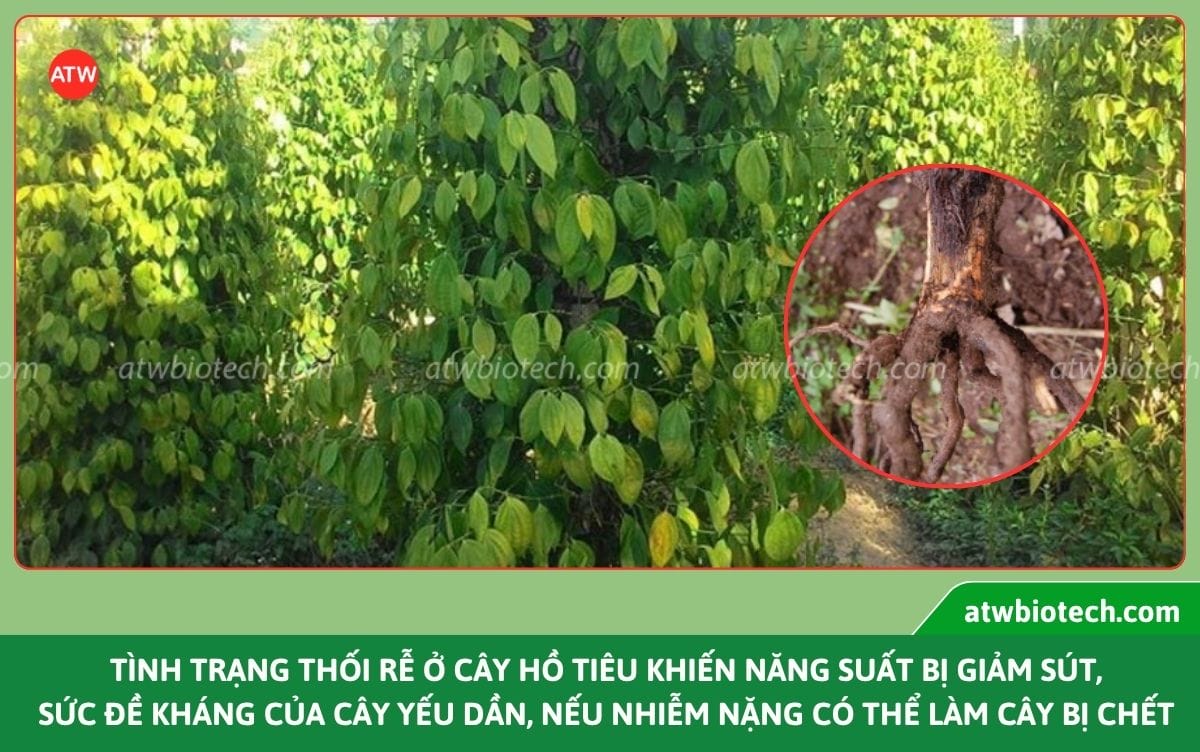 Bí quyết xử lý thối rễ cây tiêu và nguyên nhân do đâu